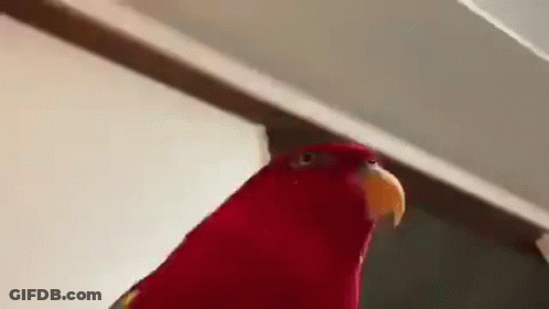 A Close Up Of A Red Parrot With A Yellow Beak Standing Next To A Wall . GIF