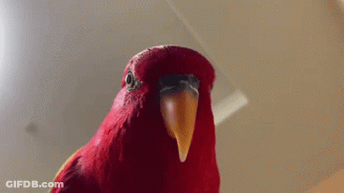 A Close Up Of A Red Parrot With The Word What Written On The Bottom GIF