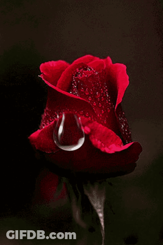 A Close Up Of A Red Rose With A Drop Of Water On It GIF