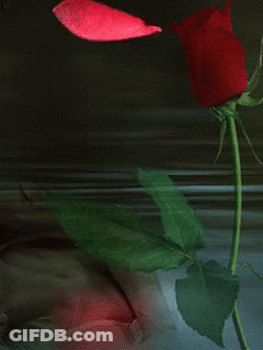 A Close Up Of A Red Rose With A Pink Petal Coming Out Of It GIF