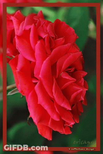 A Close Up Of A Red Rose With Ericans Written On The Bottom GIF