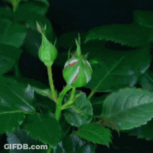 A Close Up Of A Red Rose With Green Leaves In The Background GIF