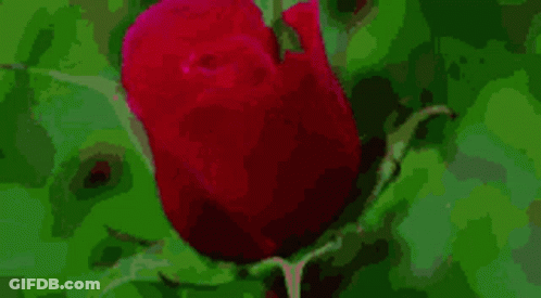 A Close Up Of A Red Rose With Green Leaves In The Background . GIF