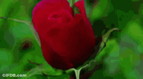 A Close Up Of A Red Rose With Green Leaves GIF