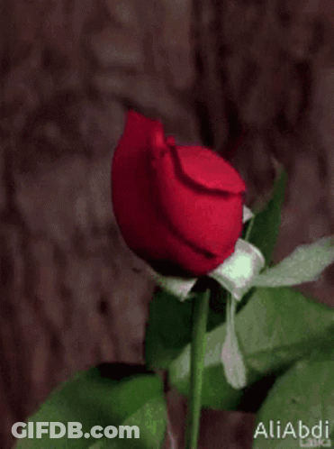 A Close Up Of A Red Rose With The Name Aliabdi Written On The Bottom GIF