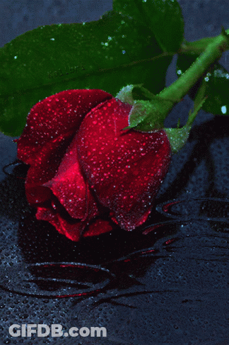 A Close Up Of A Red Rose With Water Drops On The Petals GIF