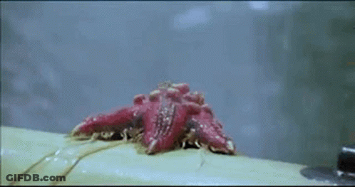 A Close Up Of A Red Starfish Crawling On A White Surface . GIF