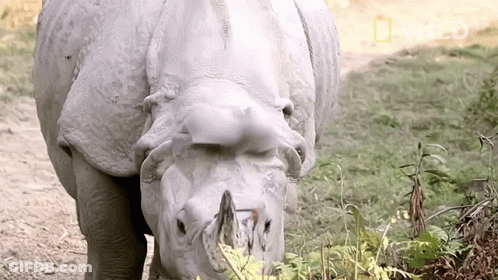 A Close Up Of A Rhino 'S Face With A National Geographic Logo In The Background GIF