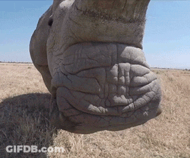 A Close Up Of A Rhino 'S Foot In The Grass GIF