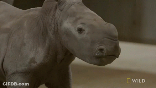A Close Up Of A Rhino With A National Geographic Logo In The Corner GIF