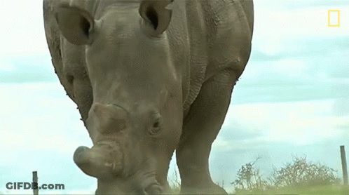 A Close Up Of A Rhino With A National Geographic Logo On The Bottom GIF