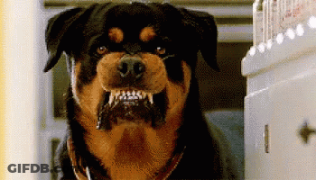 A Close Up Of A Rottweiler With Its Mouth Open And Teeth Visible GIF