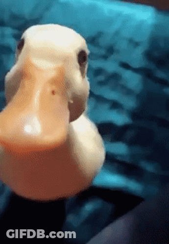A Close Up Of A Rubber Duck 'S Face With A Blue Background GIF