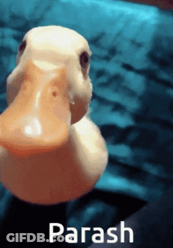 A Close Up Of A Rubber Duck With The Word Parash On The Bottom GIF