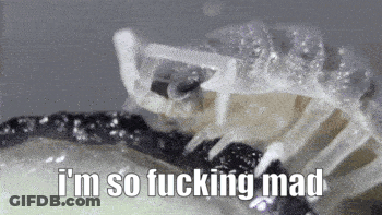 A Close Up Of A Scorpion With A Caption That Says `` I 'M So Fucking Mad '' . GIF
