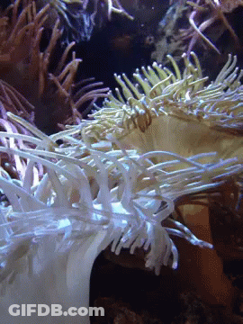 A Close Up Of A Sea Anemone With A Lot Of Tentacles GIF