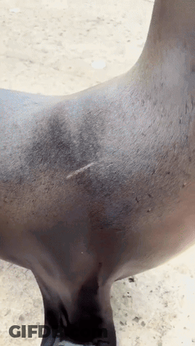 A Close Up Of A Sea Lion 'S Fur With A Few Spots On It GIF