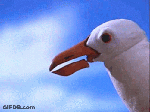 A Close Up Of A Seagull 'S Head With Its Beak Open . GIF