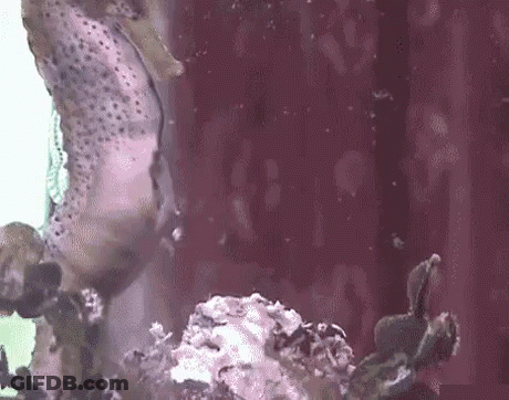 A Close Up Of A Seahorse Swimming In A Tank . GIF