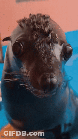A Close Up Of A Seal Looking At The Camera With Imgflip.com In The Lower Right Corner GIF