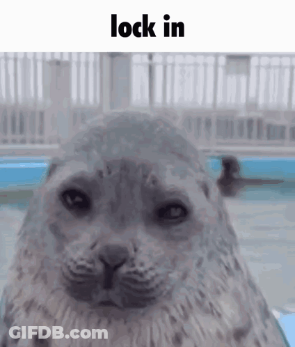 A Close Up Of A Seal Looking At The Camera With The Words `` Lock In '' Above It . GIF