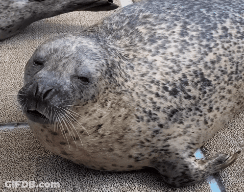 A Close Up Of A Seal On A Carpet GIF