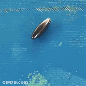 A Close Up Of A Seal 'S Face Against A Blue Background GIF