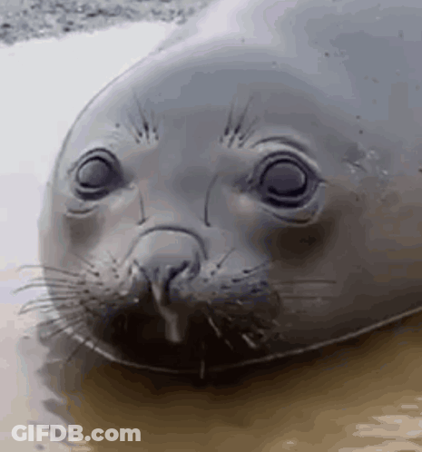 A Close Up Of A Seal 'S Face In The Water With Its Mouth Open . GIF