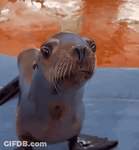 A Close Up Of A Seal 'S Face Looking At The Camera . GIF