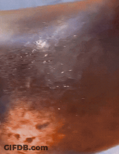 A Close Up Of A Seal 'S Face Looking At The Camera GIF