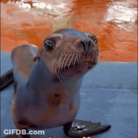 A Close Up Of A Seal 'S Face Looking Up At The Camera GIF