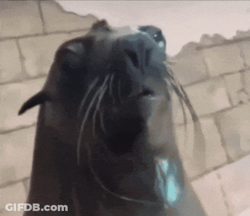 A Close Up Of A Seal 'S Face With A Brick Wall Behind It GIF