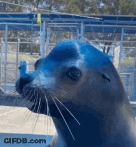 A Close Up Of A Seal 'S Face With A Green Light In The Background GIF
