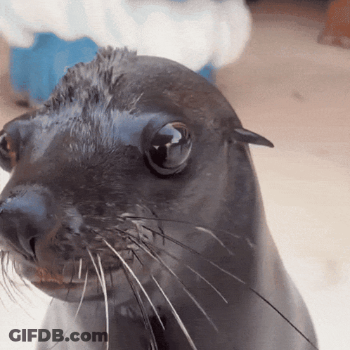 A Close Up Of A Seal 'S Face With A Person Behind It GIF