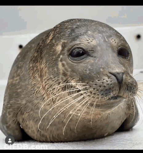 A Close Up Of A Seal 'S Face With A Person 'S Face In The Corner GIF