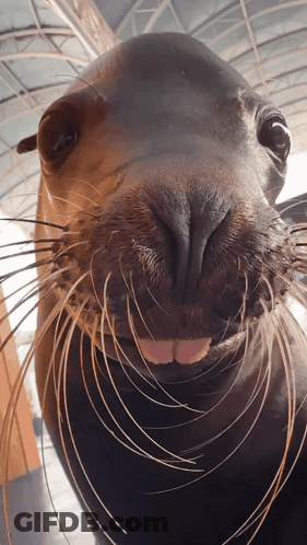 A Close Up Of A Seal 'S Face With A Pink Tongue Sticking Out GIF