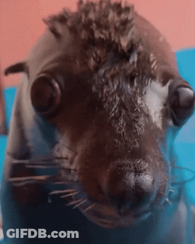 A Close Up Of A Seal 'S Face With Big Eyes GIF