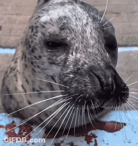 A Close Up Of A Seal 'S Face With Blood Coming Out Of Its Nose GIF