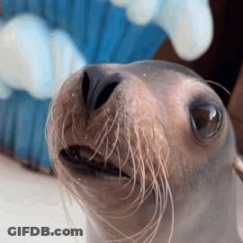 A Close Up Of A Seal 'S Face With Its Mouth Open GIF