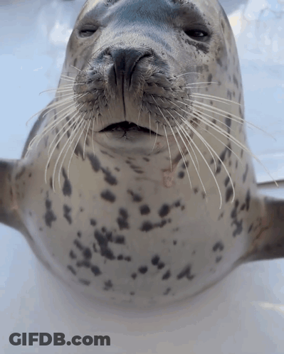 A Close Up Of A Seal 'S Face With Its Mouth Open GIF