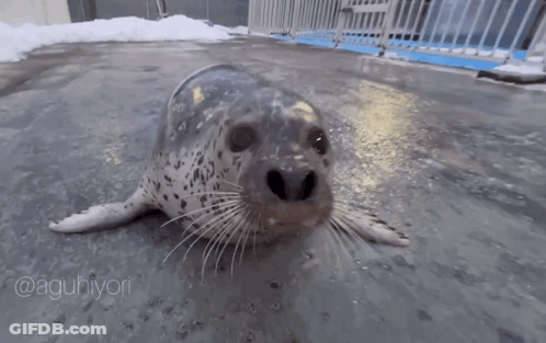 A Close Up Of A Seal 'S Face With The Caption @Aguihiyori GIF