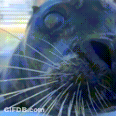 A Close Up Of A Seal 'S Nose With A Blue Background GIF