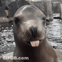 A Close Up Of A Seal With Its Tongue Out Looking At The Camera GIF
