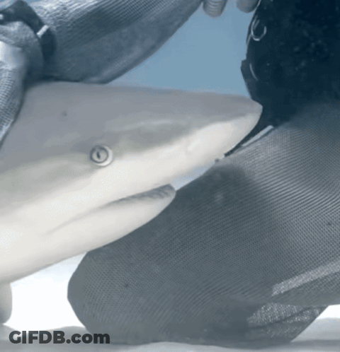 A Close Up Of A Shark 'S Face With A Person 'S Hand Behind It GIF