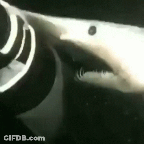 A Close Up Of A Shark 'S Mouth And Teeth In A Black And White Photo . GIF