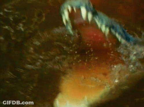 A Close Up Of A Shark 'S Mouth With A Blue Eye In It GIF