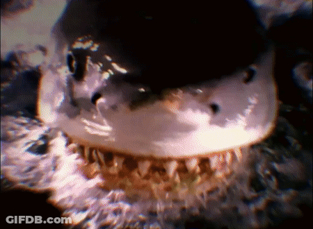 A Close Up Of A Shark 'S Teeth With A Blurry Background GIF