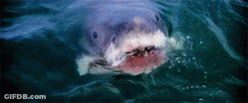 A Close Up Of A Shark Swimming In The Ocean . GIF