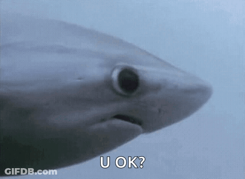 A Close Up Of A Shark With The Words `` U Ok '' Written On It . GIF