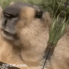 A Close Up Of A Sheep 'S Face In A Box Of Food . GIF